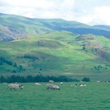 不列颠岛的羊群