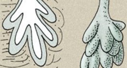 皮肤腺：皮脂腺