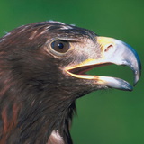 白尾鹰（海鹰）