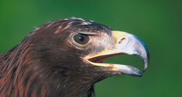 白尾鷹（海鷹）