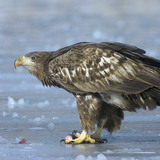 White-tailed eagle on ice