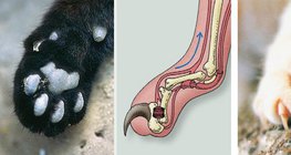 猫爪的结构剖析