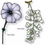 A petúnia virága és az akácfa virágzata