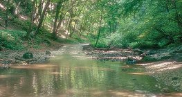 包科尼的踤哈溪（匈牙利）