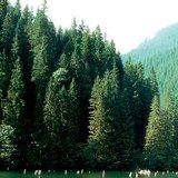 特兰西瓦尼亚的红湖是由山体滑坡形成的