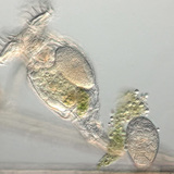 带卵的轮形动物