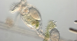 帶卵的輪形動物