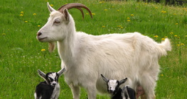 山羊与它的羊羔