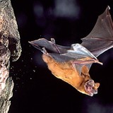 蝙蝠