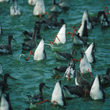 紅腳鷸餵養雛鳥