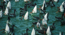 紅腳鷸餵養雛鳥