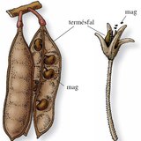 A fehér akác és a petúnia termése