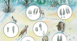 在雪地上的動物足跡