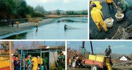 鲤鱼养殖池的工作