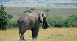 大草原上的大象