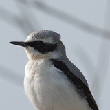 穗䳭（俗名麥穗）