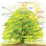 A fa szerepe az erdő életközösségében