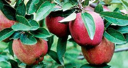 美味的红星苹果