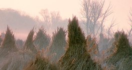 收割芦苇并将其捆绑成束