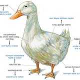 A házikacsa testfelépítése 