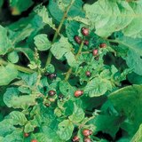 科罗拉多马铃薯甲虫的损失