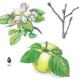 Az alma virága és termése