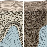 黑人和白人的皮肤