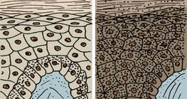 黑人和白人的皮肤