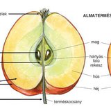 Az alma virága és termése