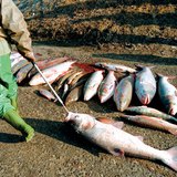 2000年蒂萨河氰化物泄漏事件后的死鱼