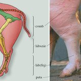 A házi sertés hátsó végtagja