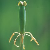 受精后的郁金香