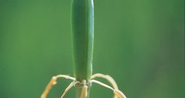 受精后的郁金香