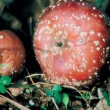 感染了念珠菌的苹果