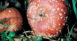 感染了念珠菌的苹果