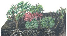 針葉林的地上部分