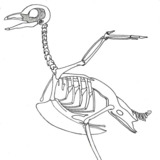 Pics Photos - Bird Skeleton Jpg
