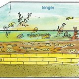Mészkő kialakulása – 3