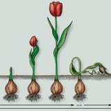 A tulipán fejlődése