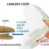 Kacsa lemezes csőre