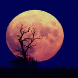 冉冉升起的满月