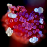 紫茉莉花雌蕊与花粉粒