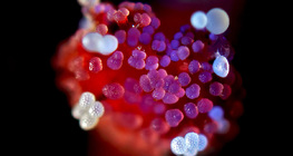 紫茉莉花雌蕊与花粉粒