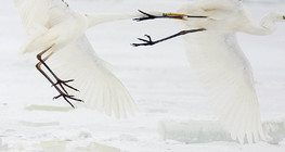 大白鹭之间的争斗