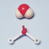 水分子的空间填充以及球和棒的模型