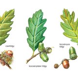 Csertölgy, kocsánytalan tölgy és kocsányos tölgy makktermése