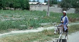 图兰平原的半荒漠地区