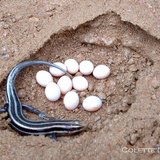 Gallery For > Lizard Egg