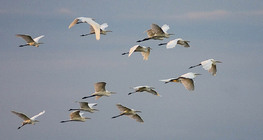 飞翔中的大白鹭