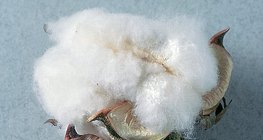 棉纤维几乎是纯多糖（纤维素）